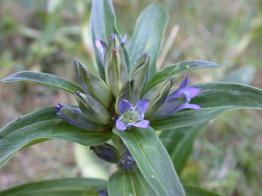 Gentiana cruciata / Genziana crociata